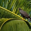 Kane tmava - Buteogallus anthracinus - Common Black Hawk o7426